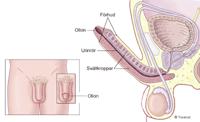 penis strækker sig før efter penis strækker sig før efter